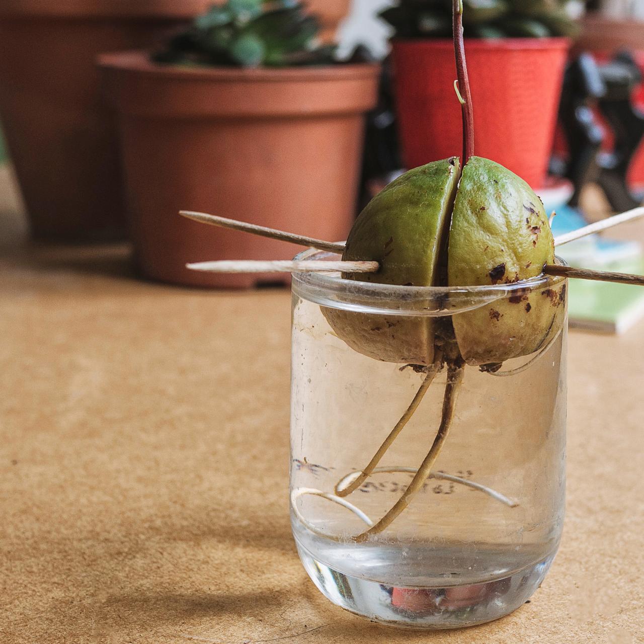 growing avocado seed in water