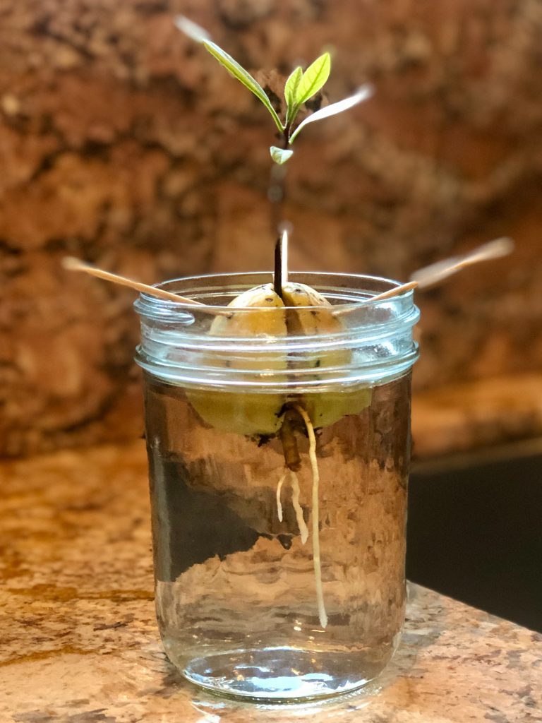 growing avocado seed in water