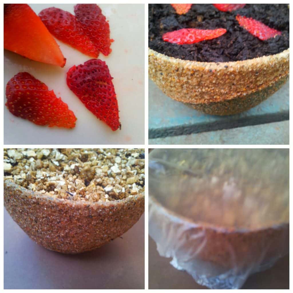 growing strawberries from seed