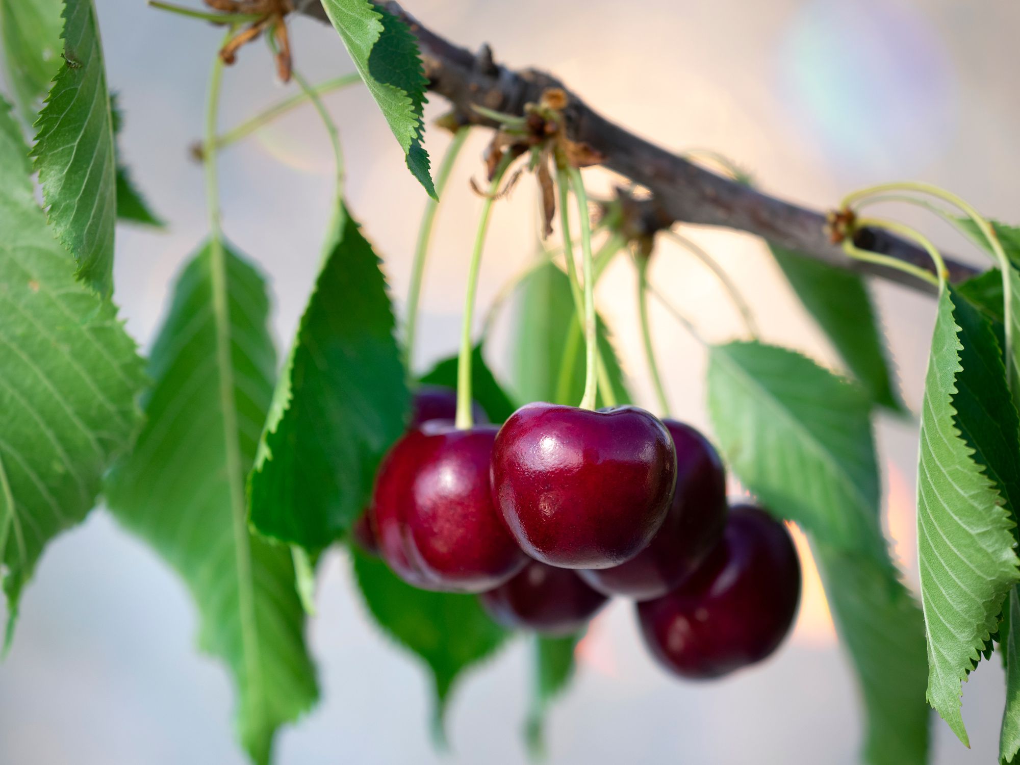 how to grow a cherry tree from seed