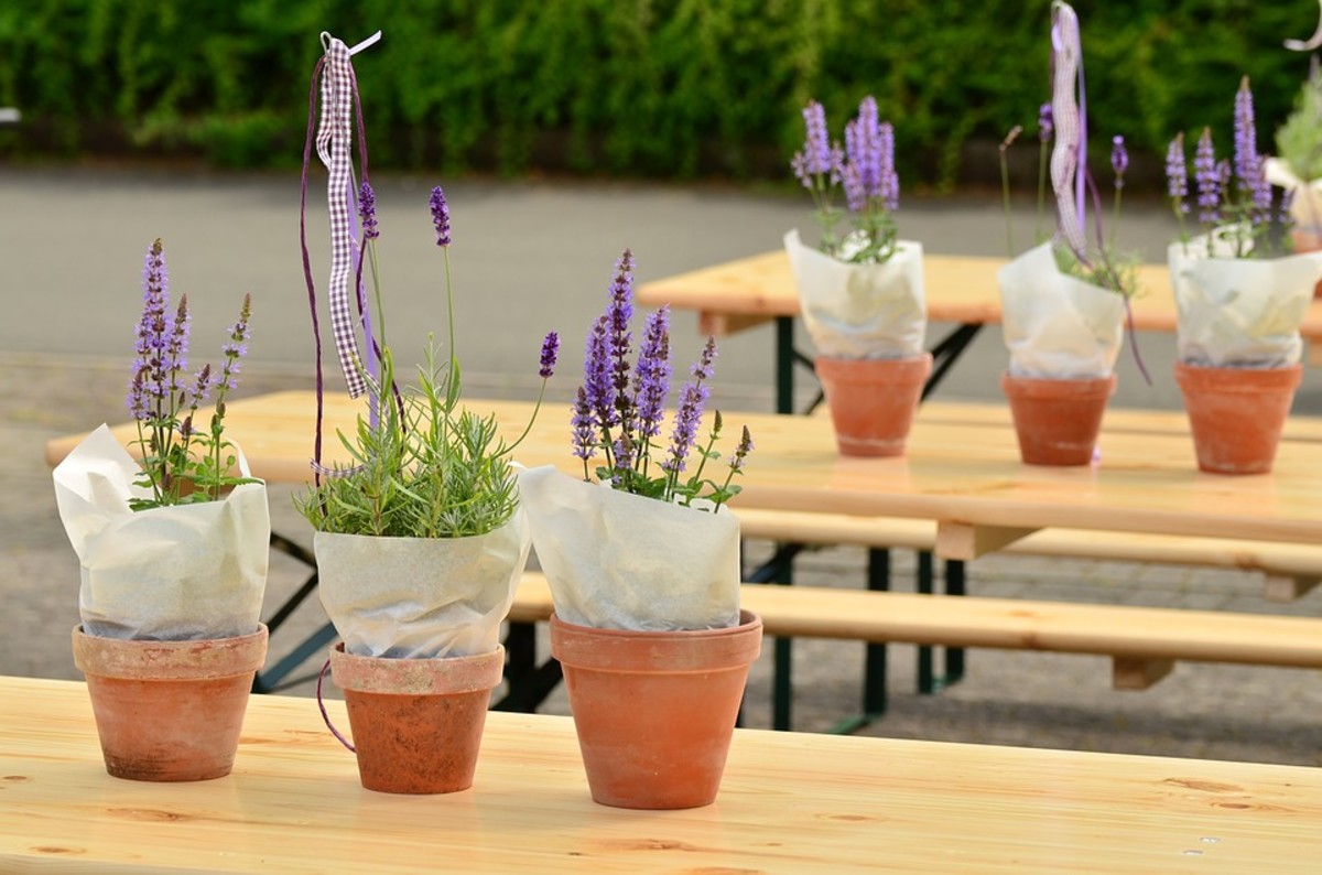 growing lavender from seed