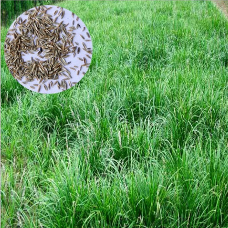 how long does grass seed take to germinate