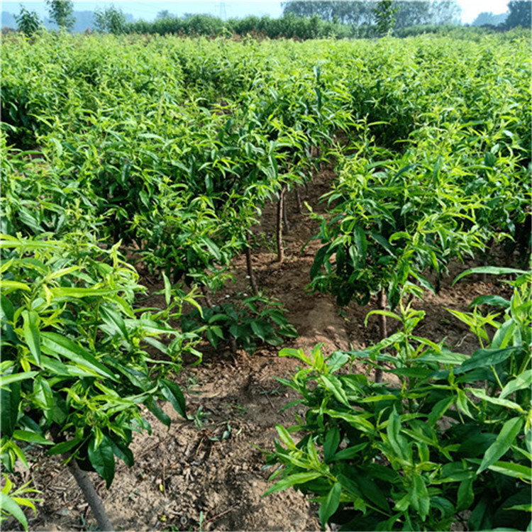 how to grow peach tree from seed