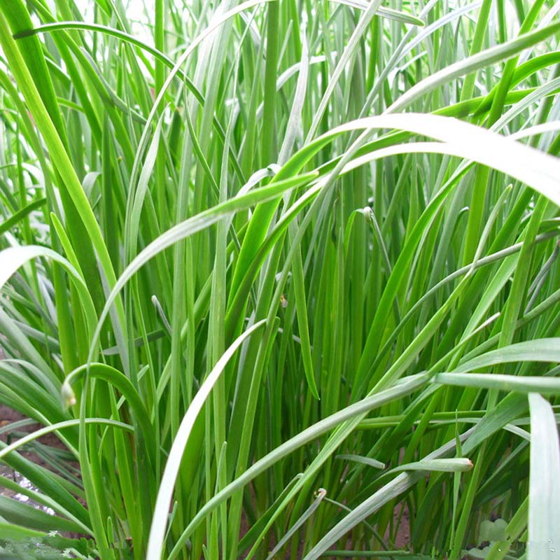 how long does grass seed take to germinate