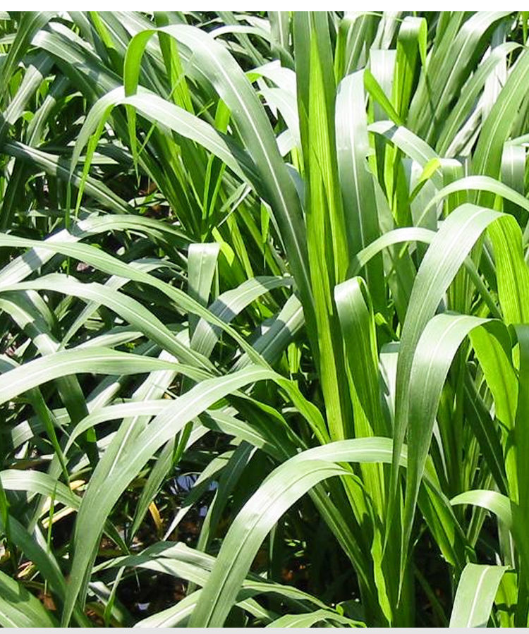 how long does grass seed take to germinate