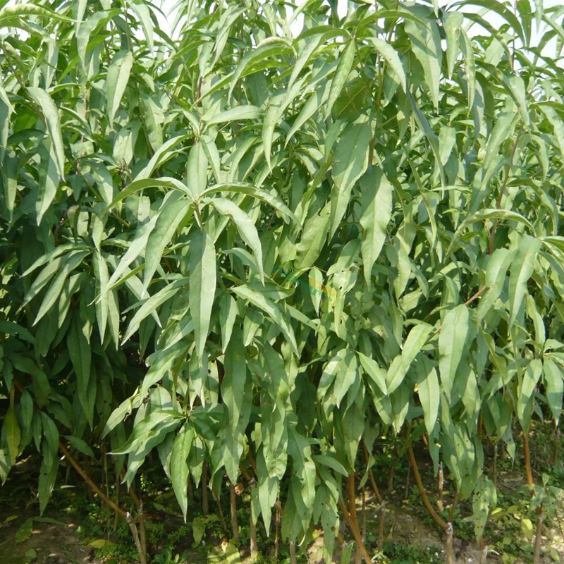 how to grow peach tree from seed