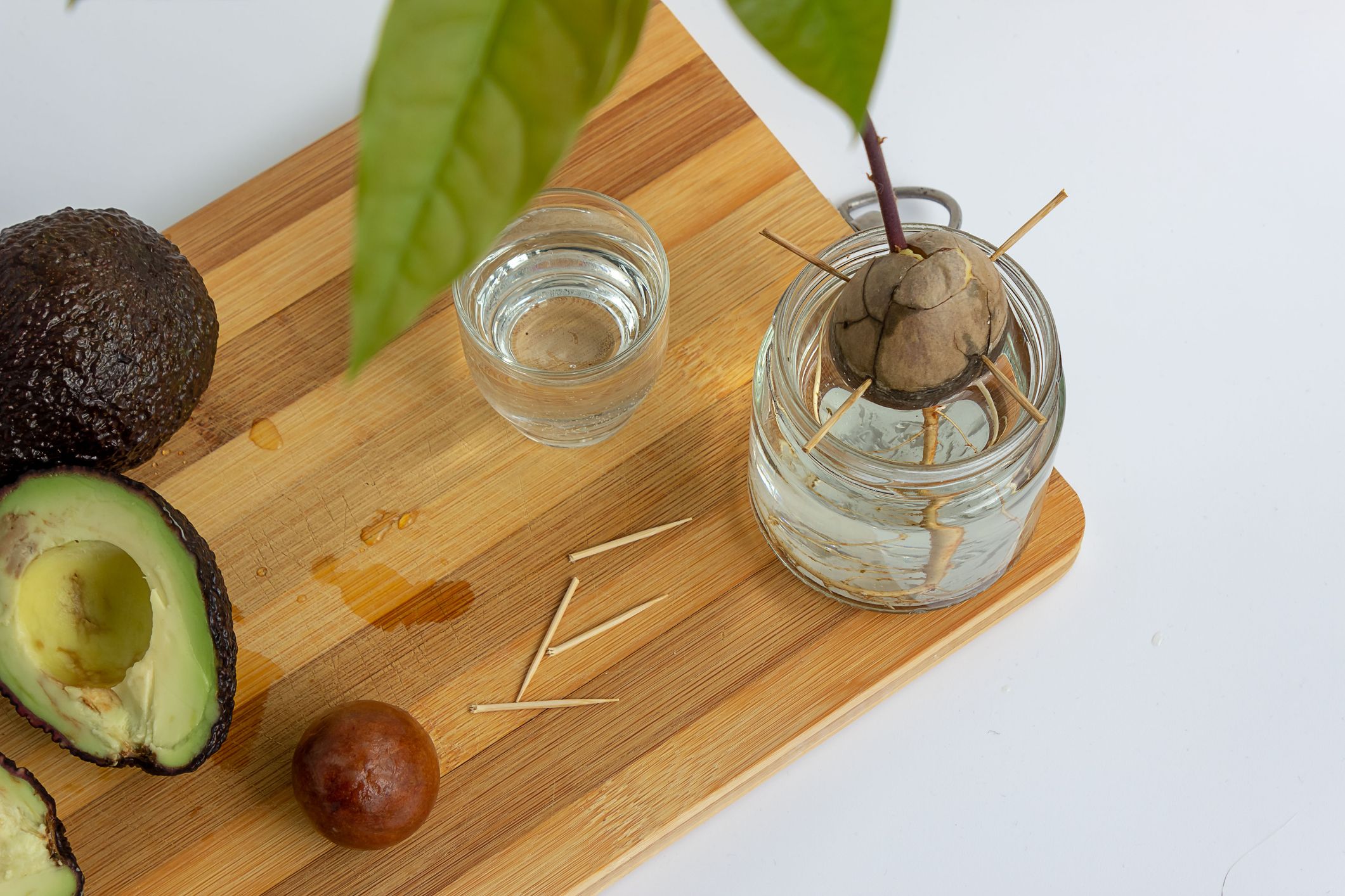 how to grow an avocado from seed