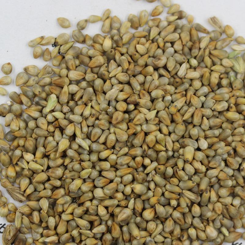 how to plant grass seed on existing lawn