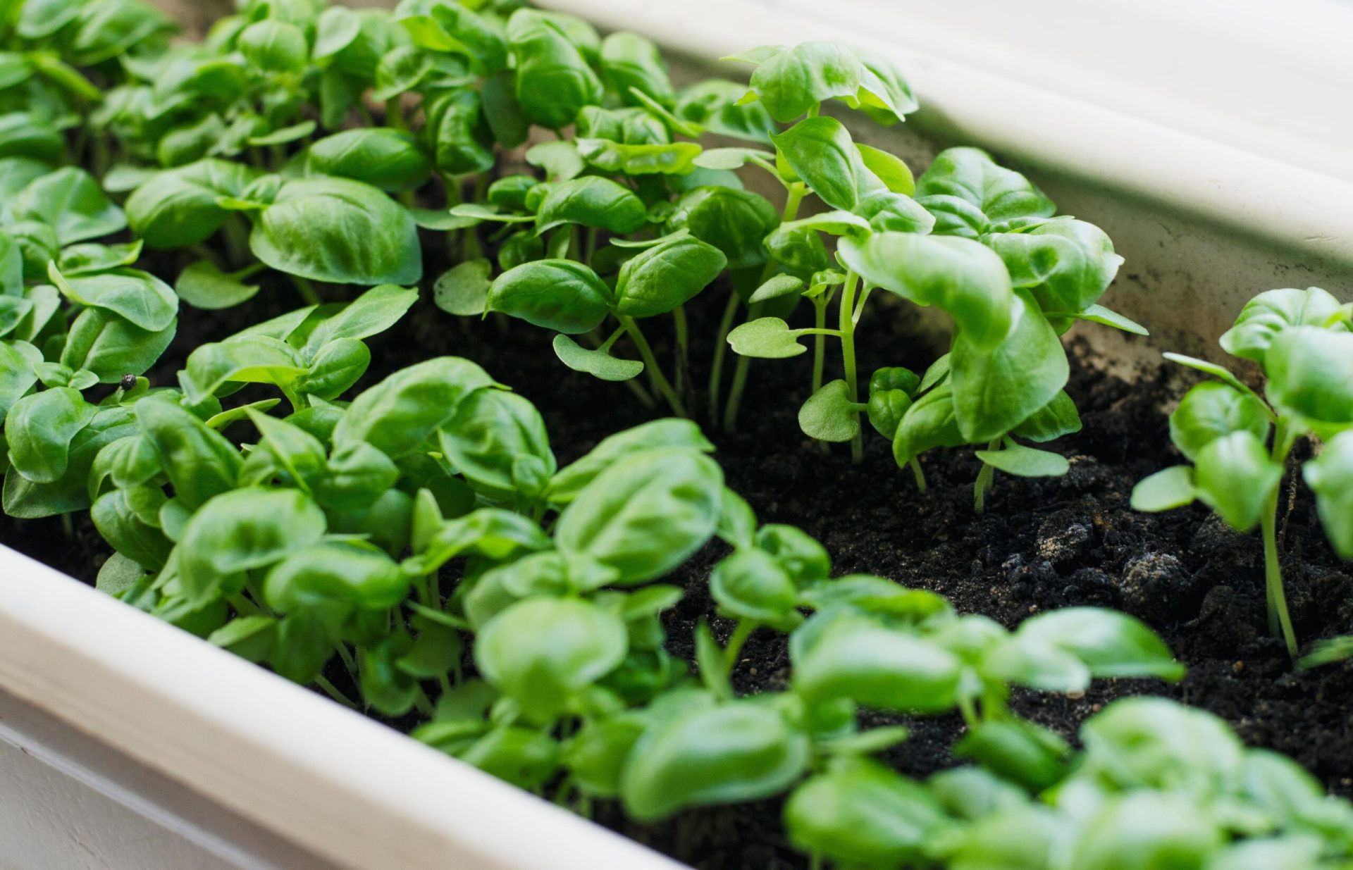 growing basil from seed