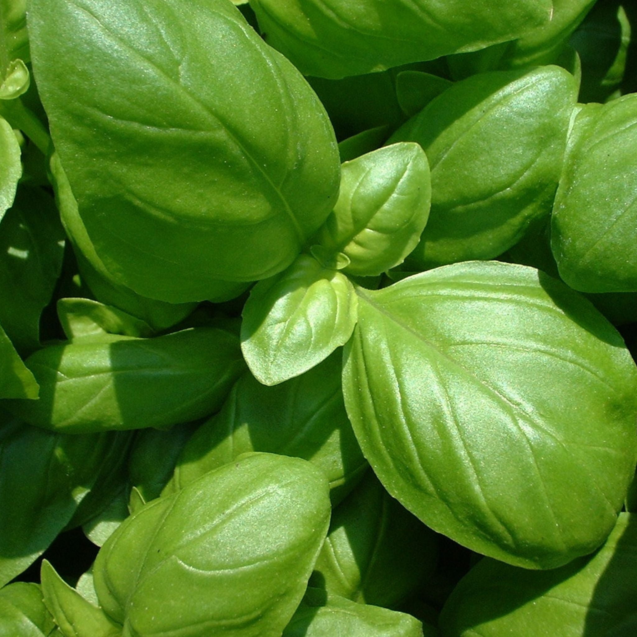 growing basil from seed