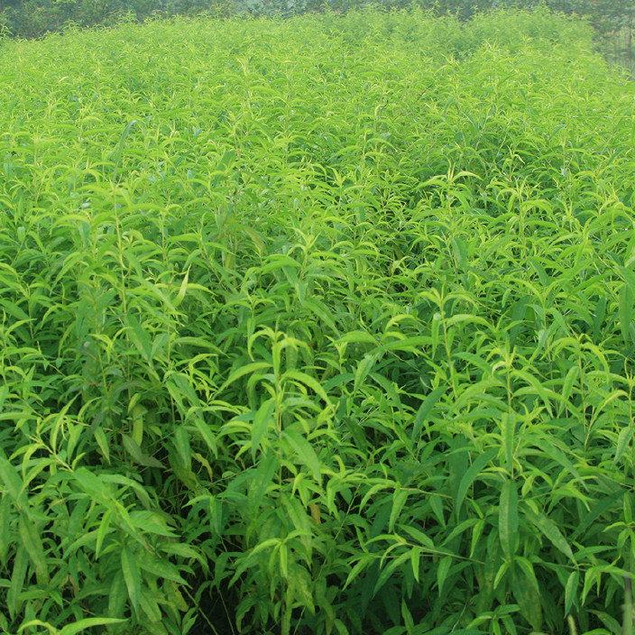 how to grow peach tree from seed