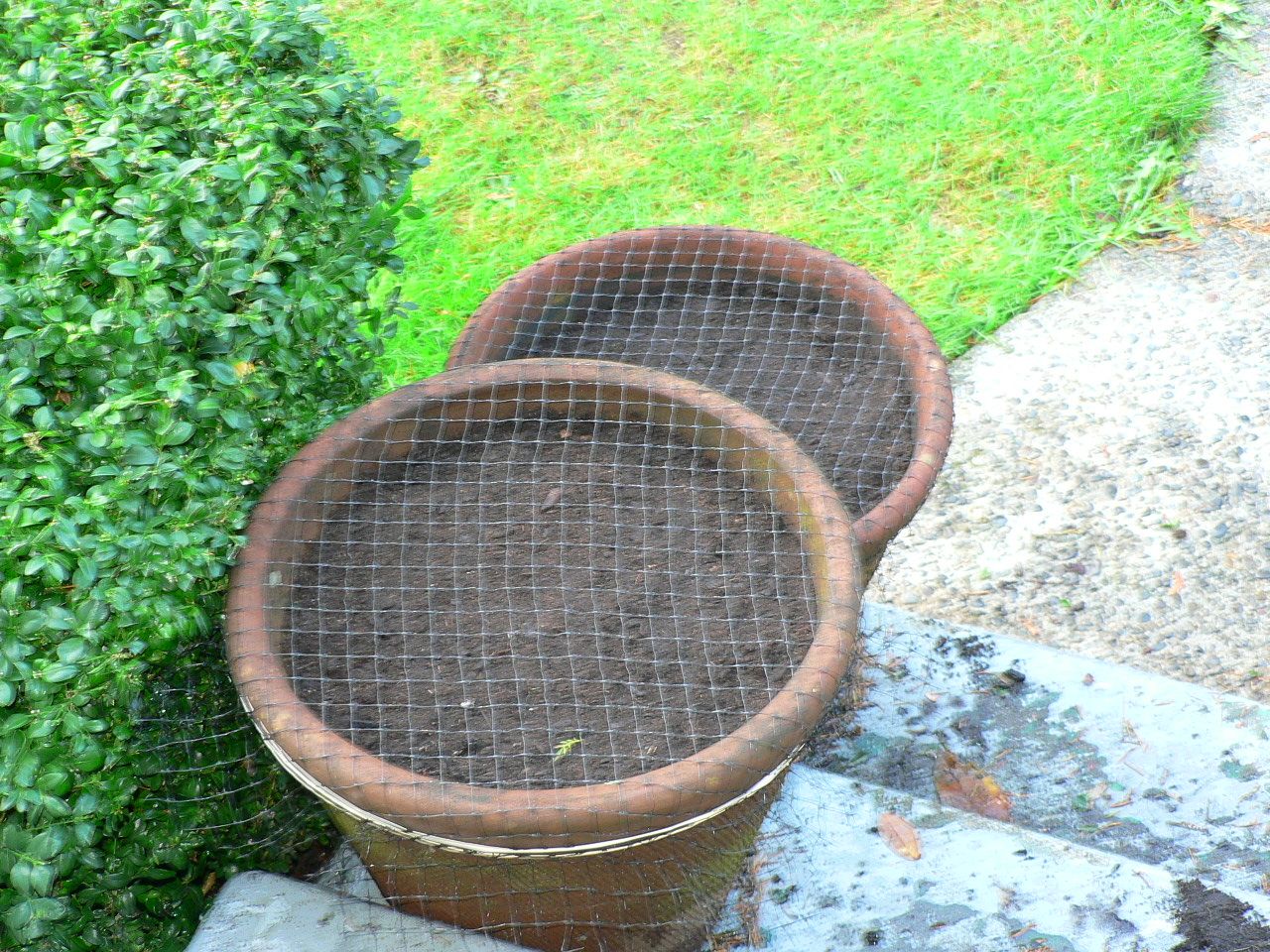 how to keep squirrels out of flower pots