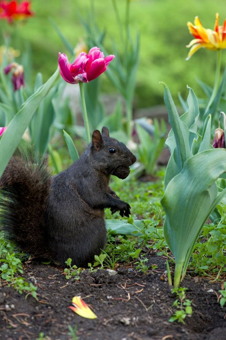keep squirrels out of flower pots