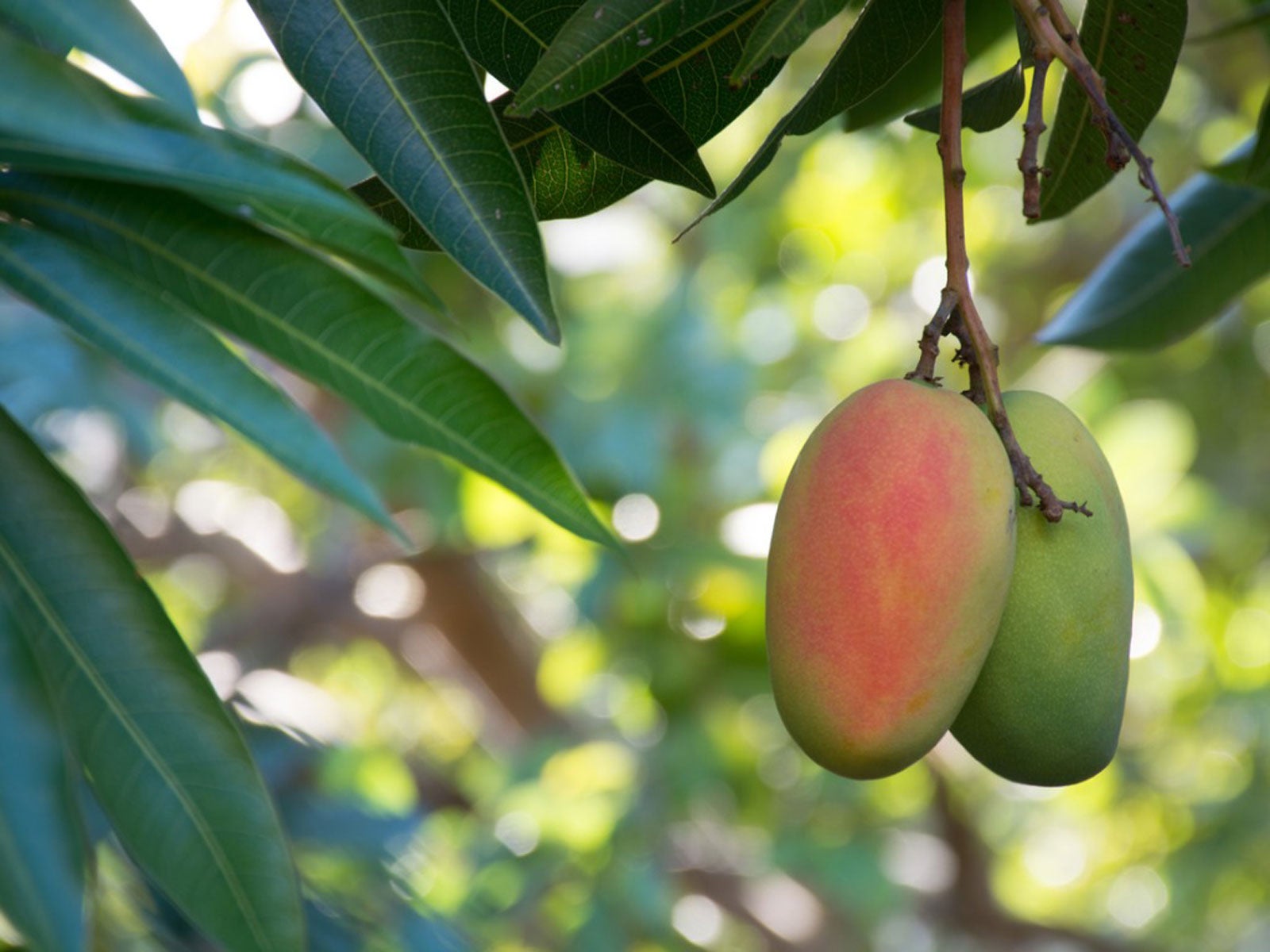 how to grow mango seed