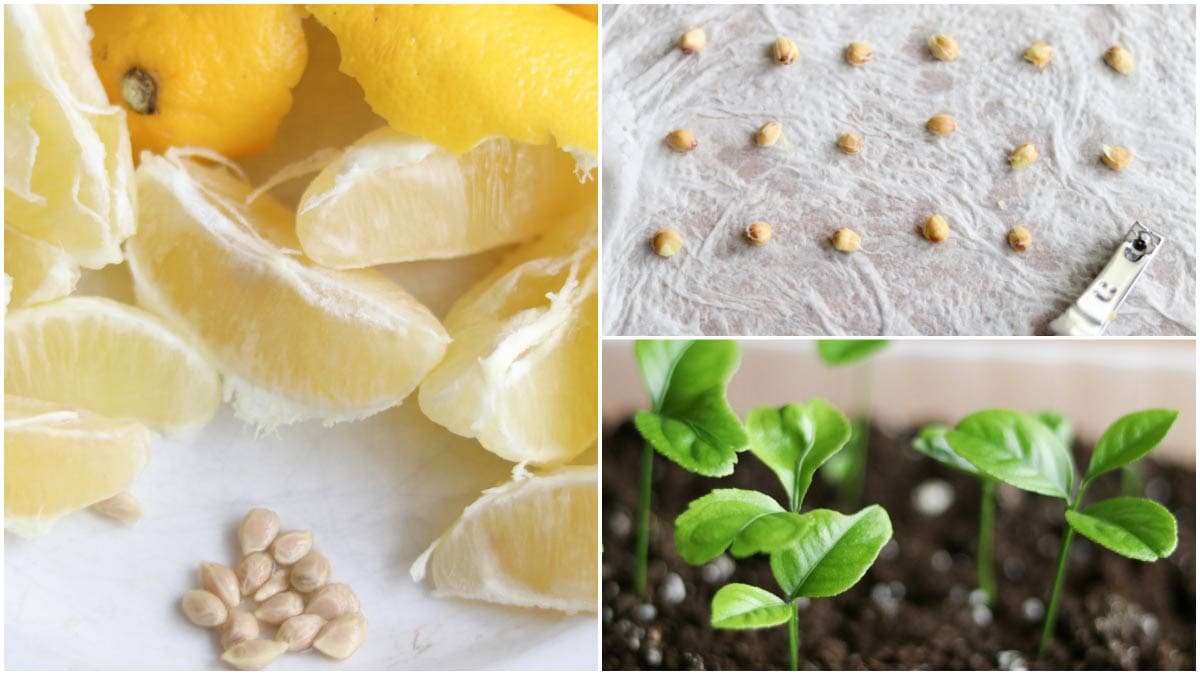 lemon seed germination