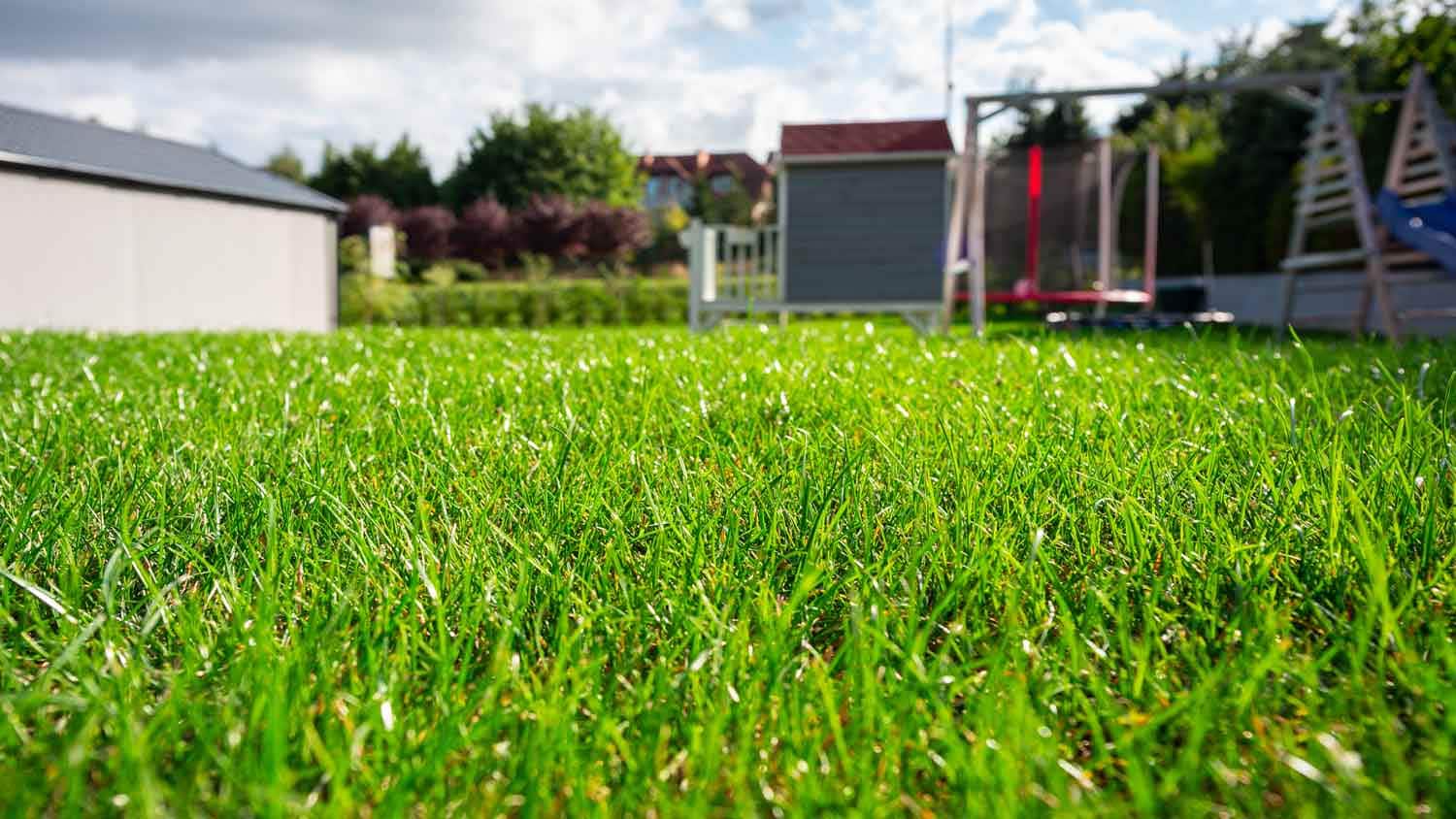 will grass seed germinate on top of soil