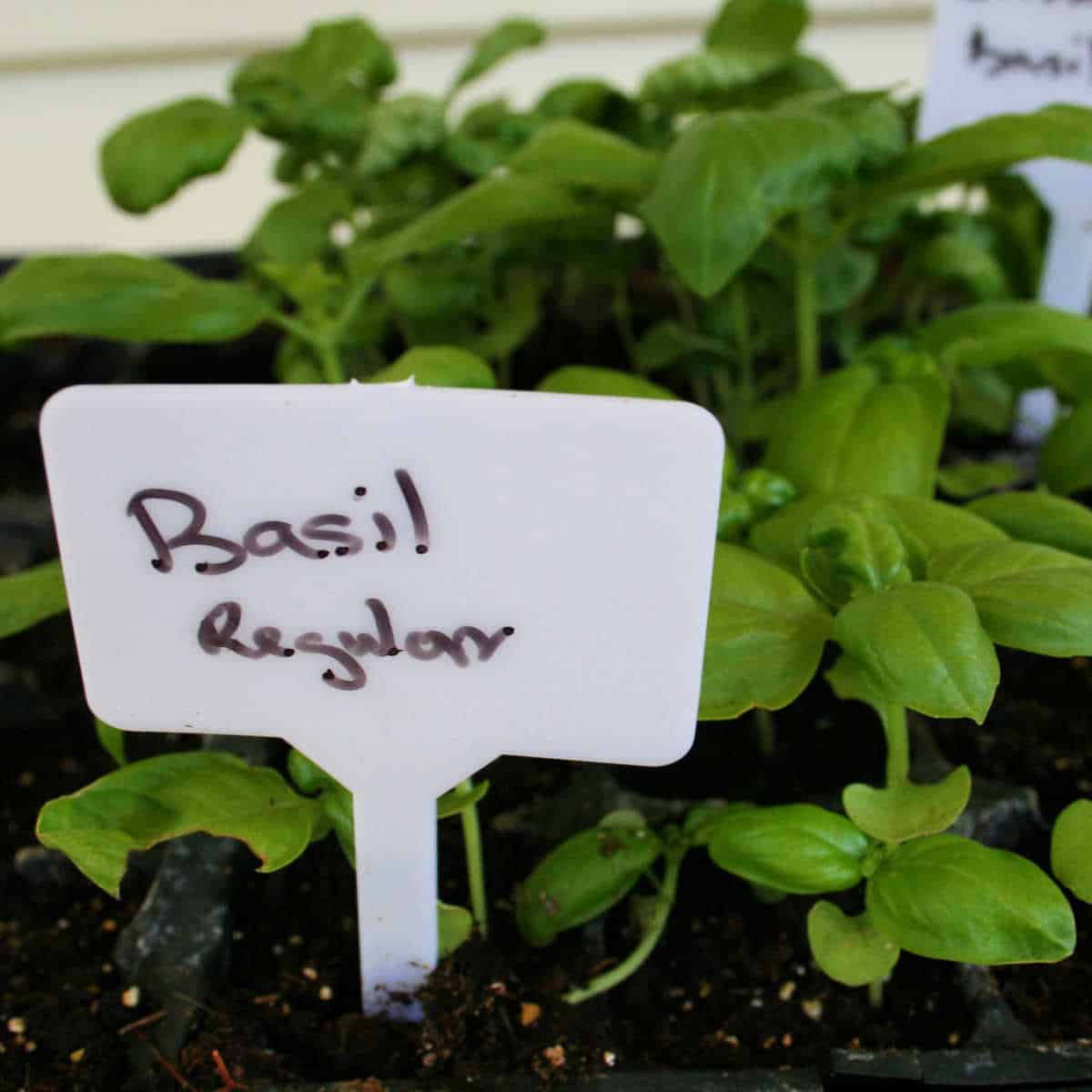 how to grow basil from seed