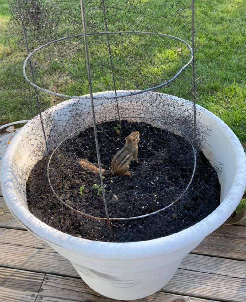 keep squirrels out of flower pots