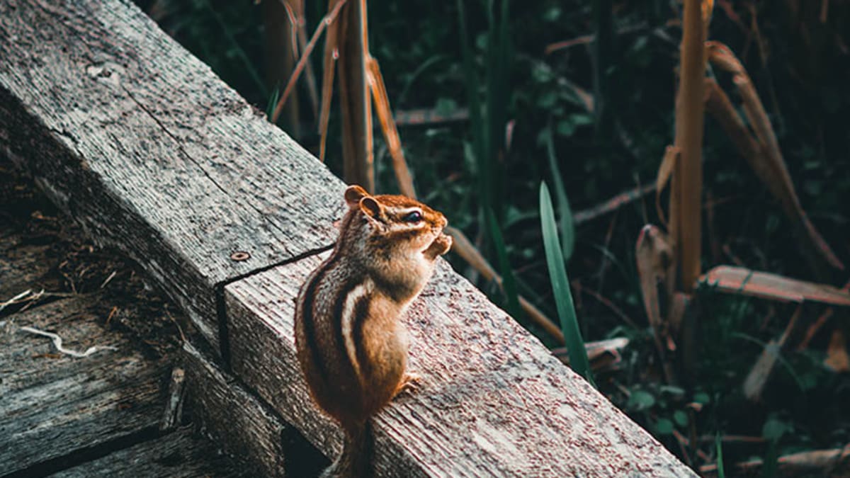 keep squirrels out of flower pots