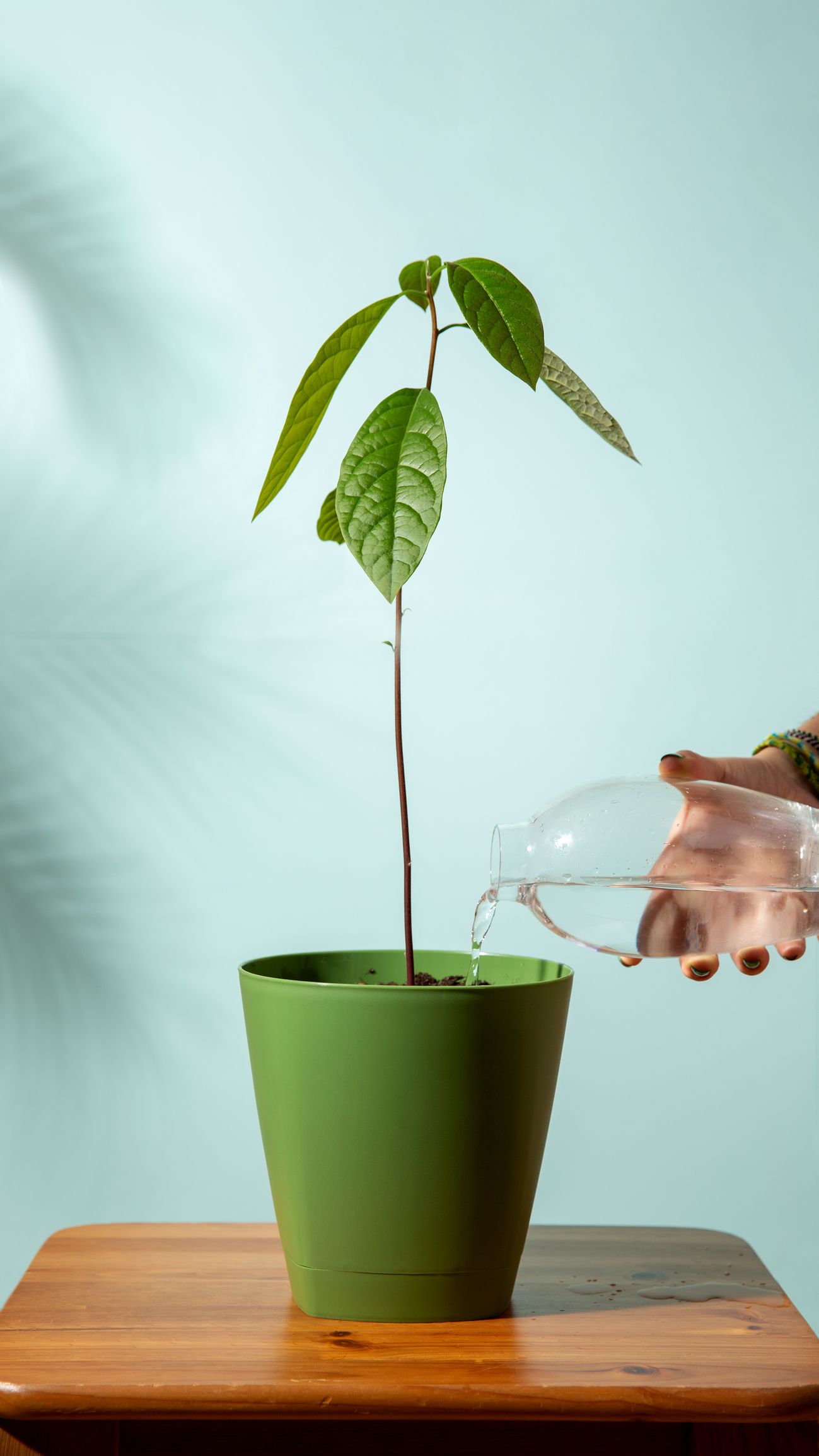 how to grow a avocado seed