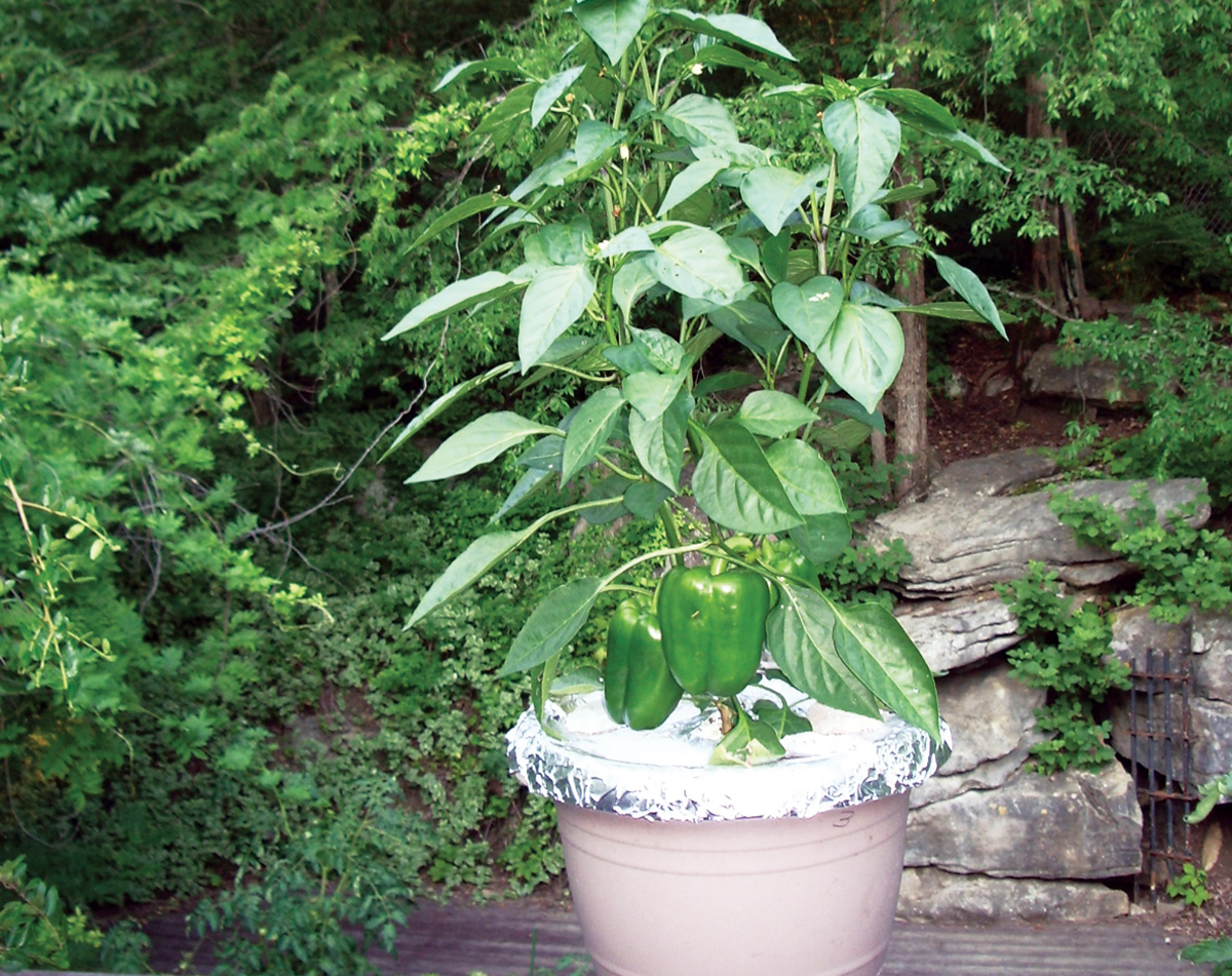 how to keep squirrels out of flower pots