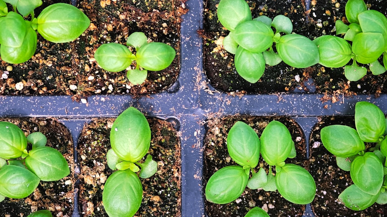 how to grow basil from seed