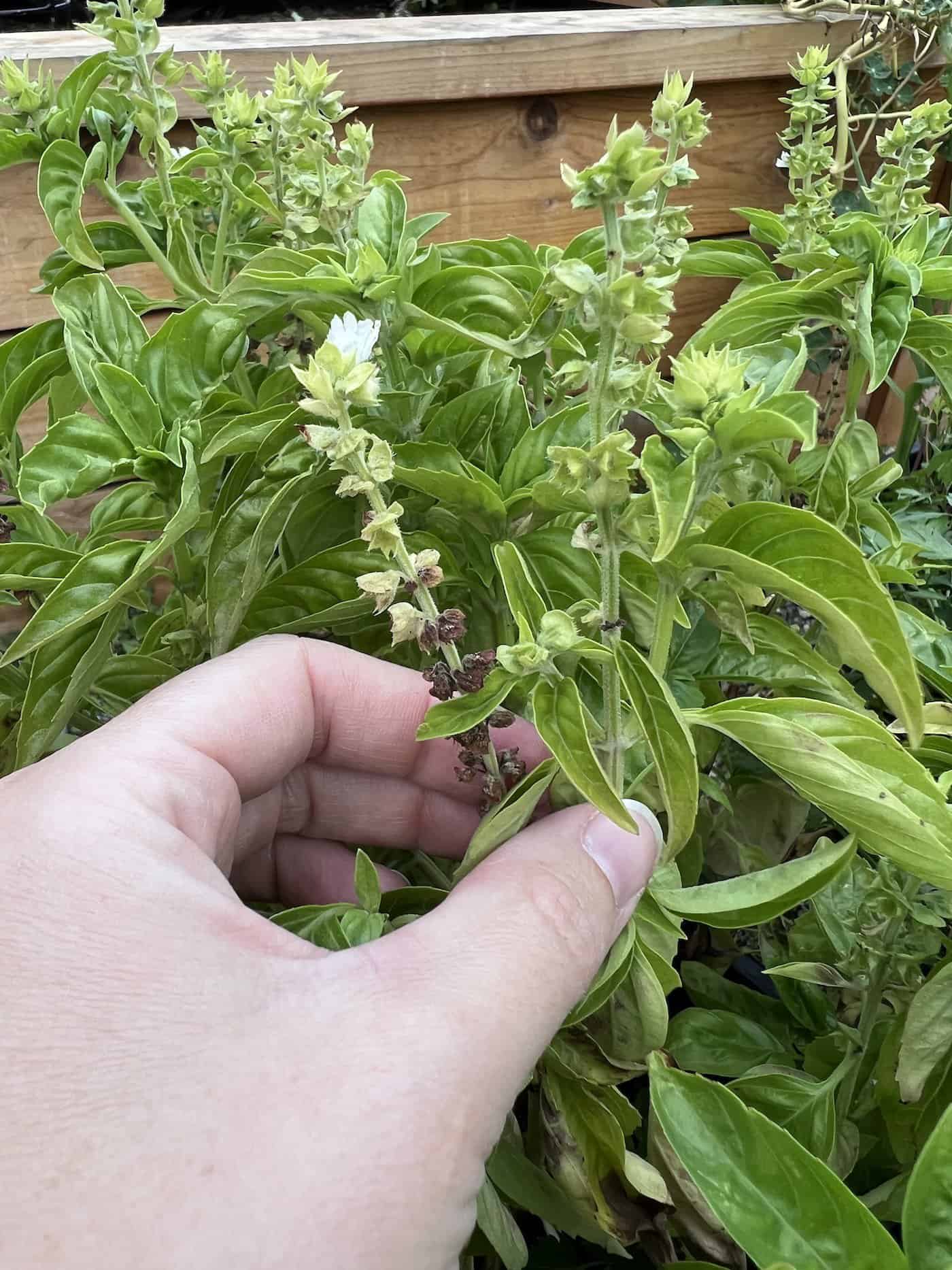 how to grow basil from seed