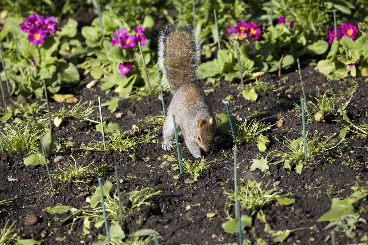 how to keep squirrels out of flower pots