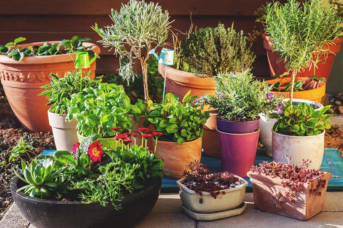 how to get rid of ants in flower pots